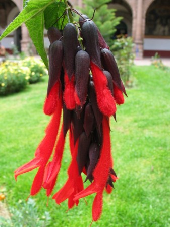 "Snake" Flower (tree) Peru