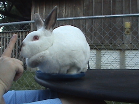 Our pet Rabbit  named Thumper