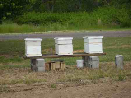 A few bee hives