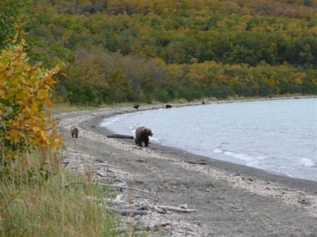 Bears in Katmai