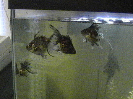 All Four Goldfish