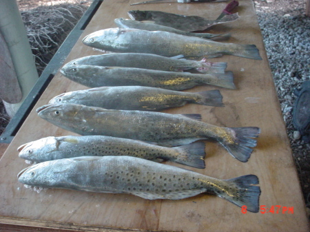 more trout 07