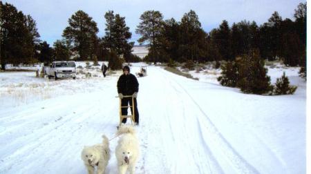 kicksledding with huskies