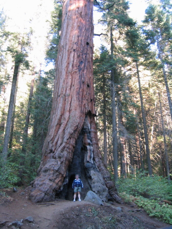 me and sequoia tree