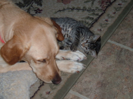 Shasta Kitty and Daisey Puppy