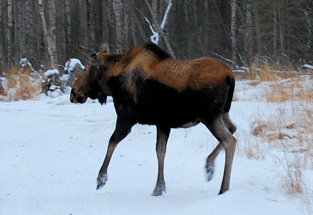 Alaskan Moose