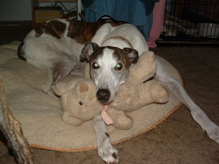 Dizzy and his teddy