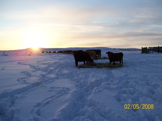 Feeding Prairie Cattle