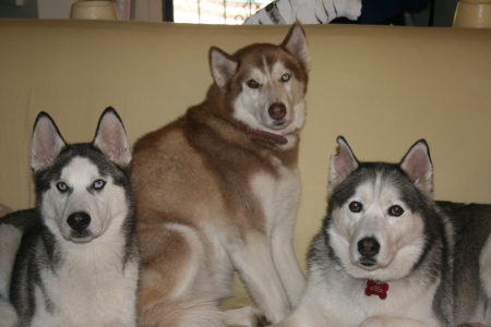 My Three Huskies