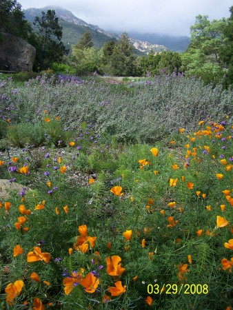 Botanical Gardens - Santa Barbara