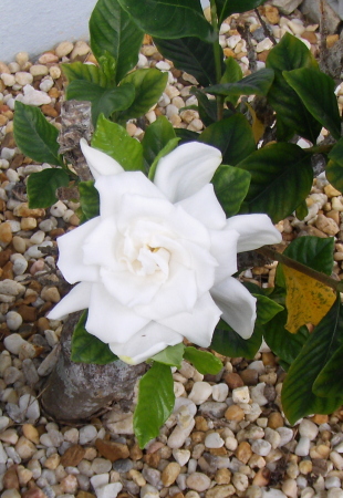 1st gardenia