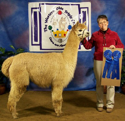 Prize winning alpacas