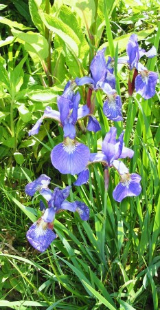 Bearded Irises