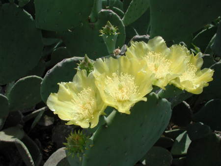 Prickly pear cactus flowers.
