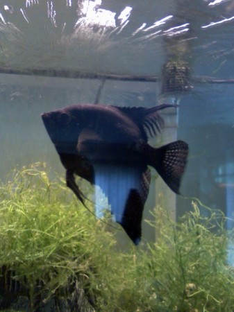 Bluish-black angle fish