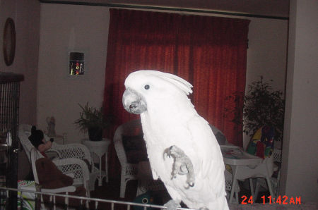 cockatoo sydney