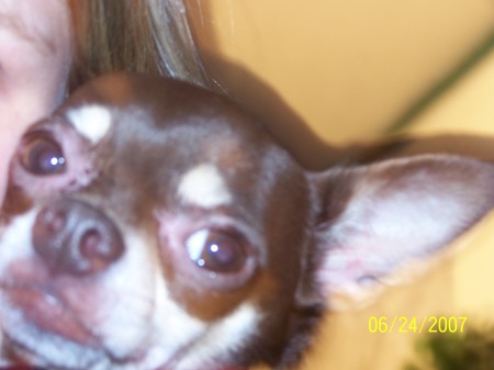 Coco Chihuahua