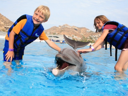 Cabo dolphin swim