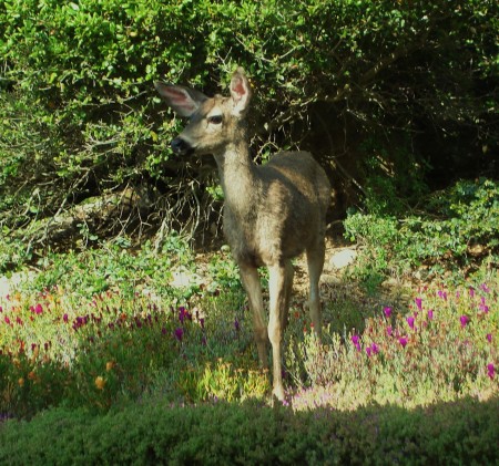 Prancer looking for food