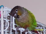 my little bird Jazzy