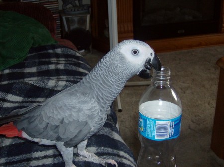 Max "my congo african grey "