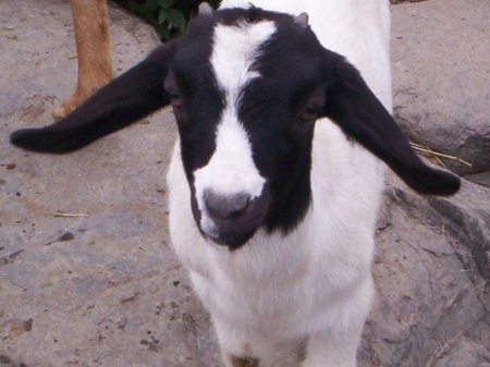 My goat