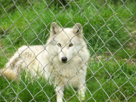 Picture from trip to Wolfhaven - Tenino, WA