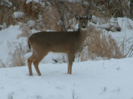 Deer in Deer Park, IL