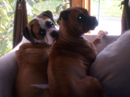 Two of our boxers - Tyson and Lilly