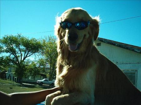 coolest dog on earth1