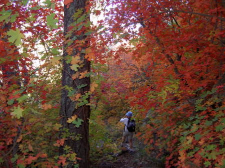 Fall Colors - Ash Creek Canyon