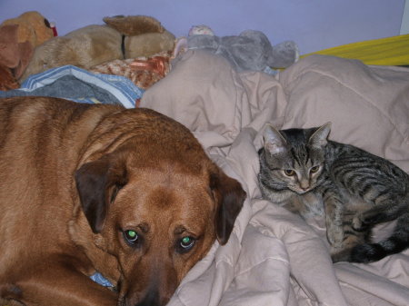 My Dog - Charlie and cat P-nut