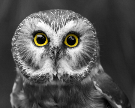 Black and white owl with yellow eyes