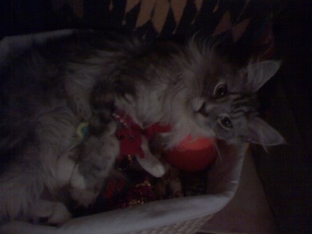Dakota in his toybox