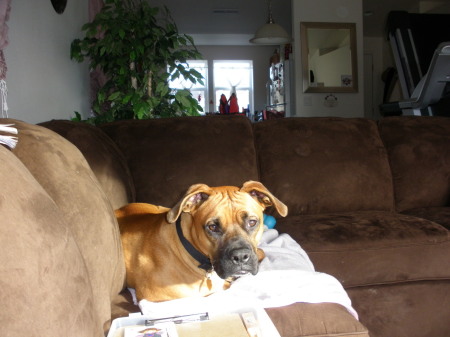 My Boxer, Cassius  January, 2010