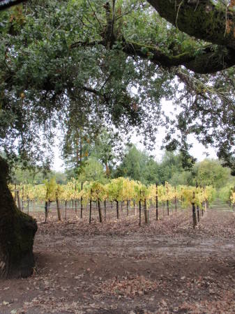 Isabel Hormel's album, harvest time in Sonoma Cty