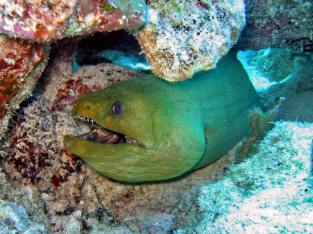 Green Moray Eel