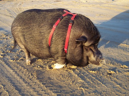 Pismo Pig