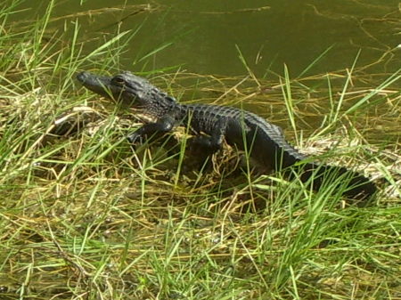 ARE PET GE GE THATS IN OUR POND THAT WE HAVE TO LIVE WITH CAUSE HES TO LITTLE TO REMOVE