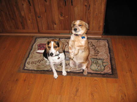 My pups, Scout and Smuckers