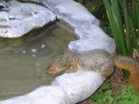 My squirrels 2006