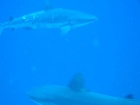 Diving in Republic of Palua 3