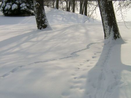 Robert Piotrowski's album, Snow in Minnesota