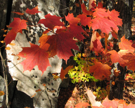 fall maple and bedrock - 2007