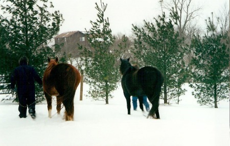 Walking the horses in the snow.