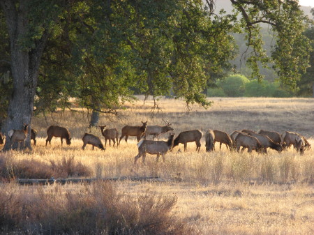 Elk at Fort Hunter Liggett