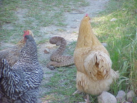 my chickens vs the snake