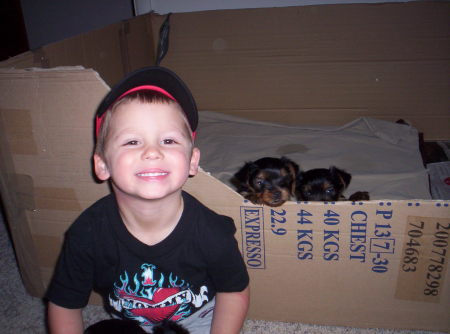 Aidan and new Yorkie puppies!