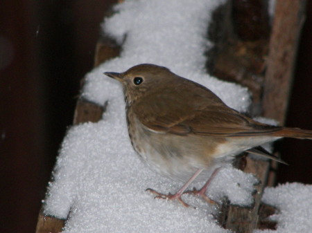 Little bird in the snow