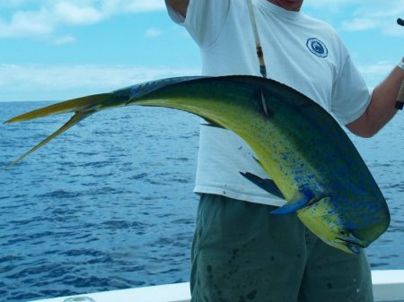 dorado